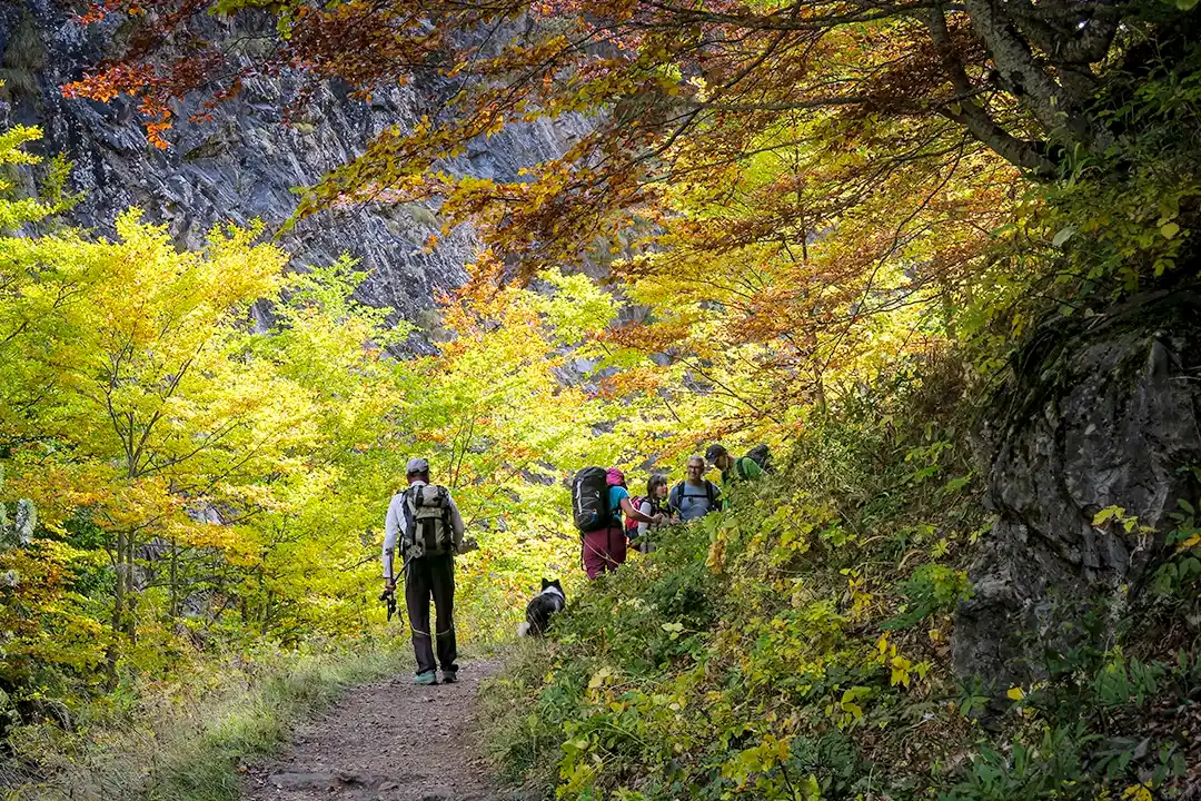 grupo de personas realizando senderismo en la naturaleza 