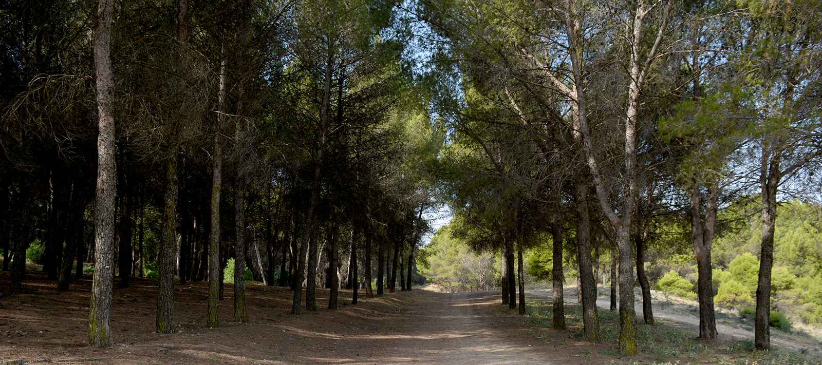 ruta de senderismo en madrid el pinar de los berrocales