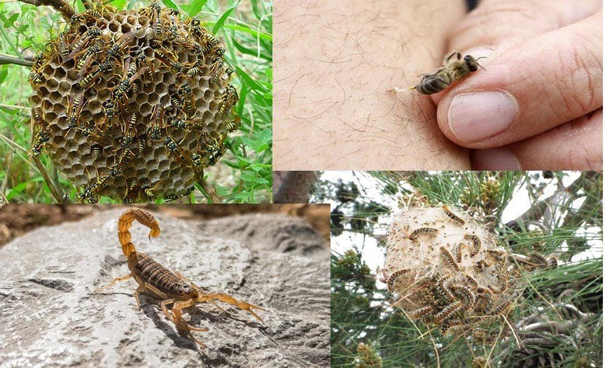 En las montañas y senderos las picaduras de insectos y arácnidos pueden cambiar el plan de los excursionistas. Estar preparados para contingencias es de vital importancia.